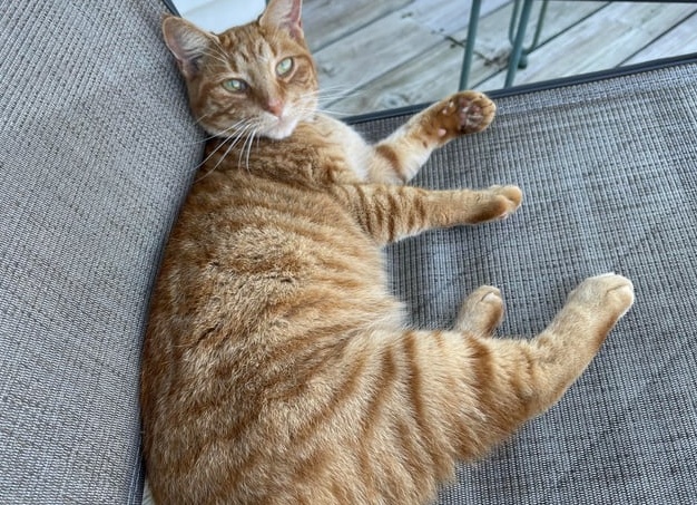 Где же все-таки впервые был одомашнен подсолнечник?