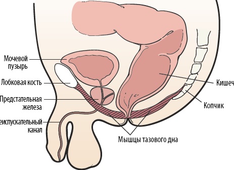 Эффективный тренинг очень важен для членов сообщества и людей