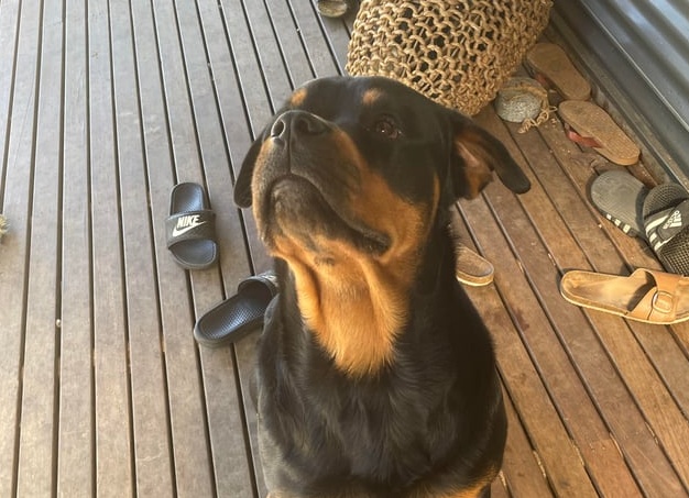 Собаки и двухлетние дети одинаково понимают жесты взрослых Собаки и двухлетние дети одинаково понимают жесты взрослых